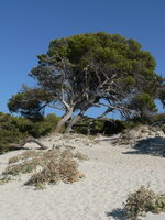 Korsika Saleccia Bucht